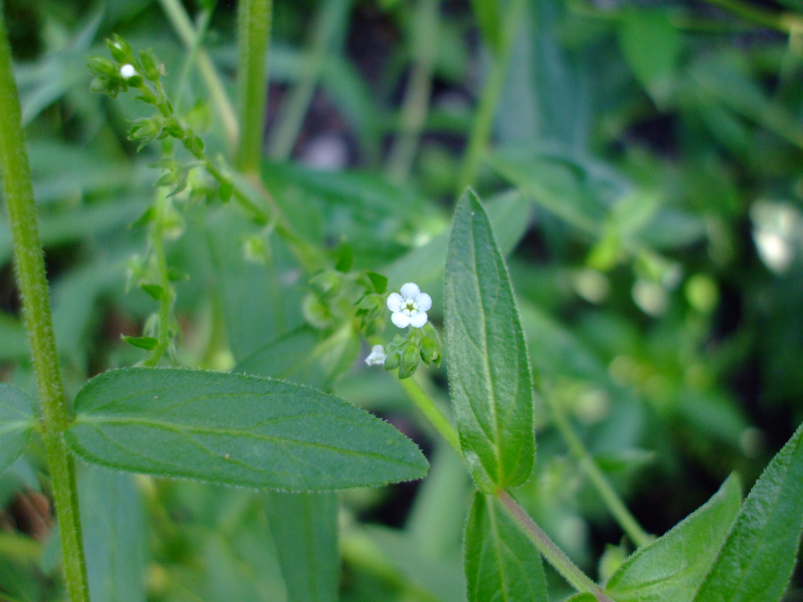 Hackelia virginiana